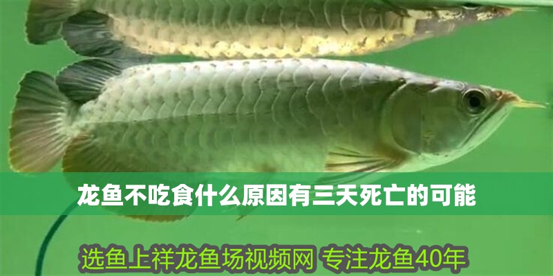 龍魚不吃食什么原因有三天死亡的可能