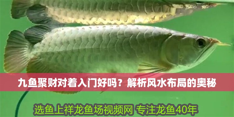 九魚聚財對著入門好嗎？解析風水布局的奧秘