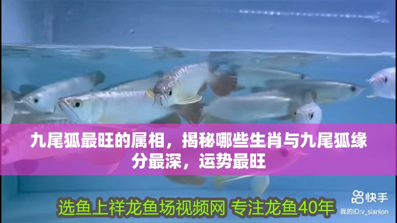 九尾狐最旺的屬相，揭秘哪些生肖與九尾狐緣分最深，運勢最旺