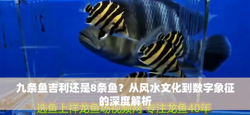 九條魚吉利還是8條魚？從風水文化到數字象征的深度解析