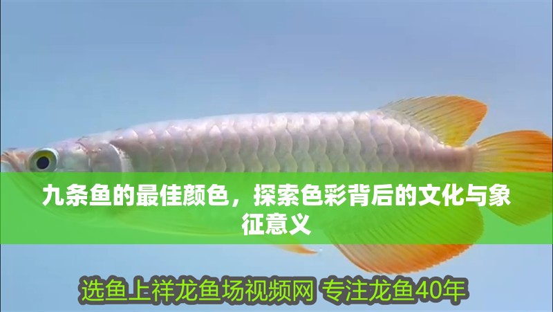 九條魚的最佳顏色，探索色彩背后的文化與象征意義