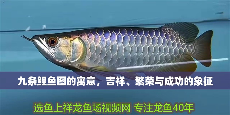 九條鯉魚圖的寓意，吉祥、繁榮與成功的象征
