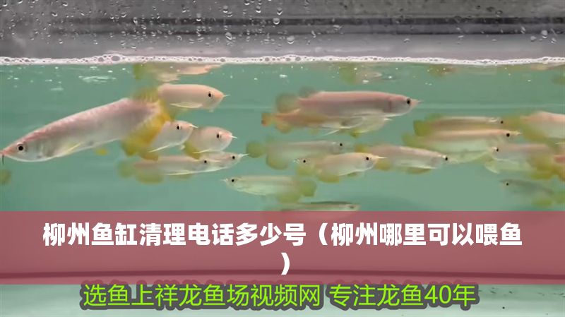 <strong><mark>柳州</mark></strong>魚缸清理電話多少號（<strong><mark>柳州</mark></strong>哪里可以喂魚）