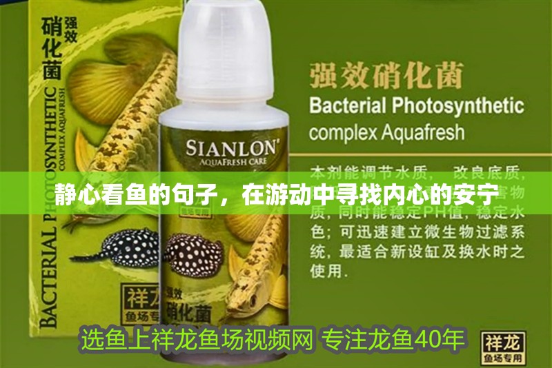 靜心看魚的句子，在游動中尋找內心的安寧