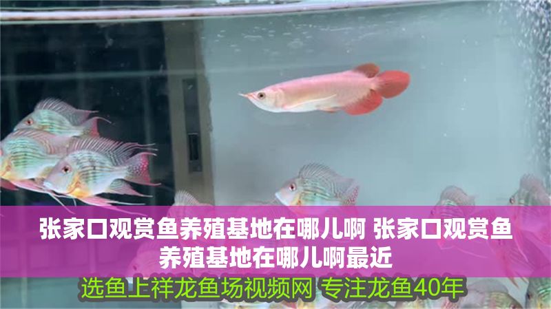 張家口觀賞魚養殖基地在哪兒啊 張家口觀賞魚養殖基地在哪兒啊最近