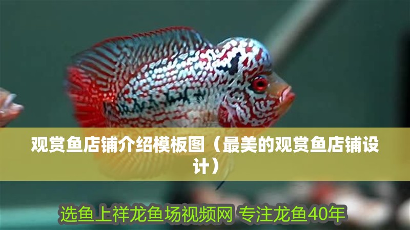 觀賞魚店鋪介紹模板圖（最美的觀賞魚店鋪設(shè)計(jì)）