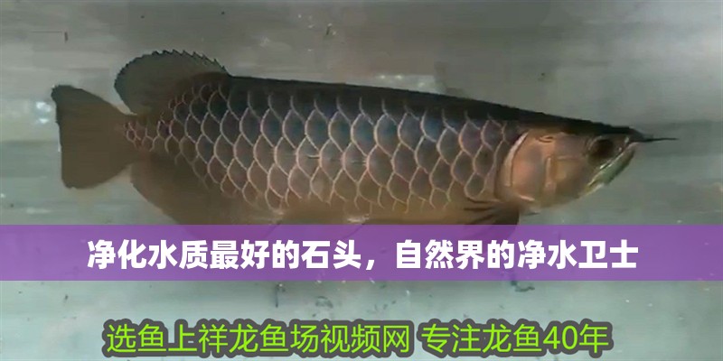 凈化水質最好的石頭，自然界的凈水衛士 凈化水質最好的石頭，自然界的凈水衛士 龍魚百科 第1張