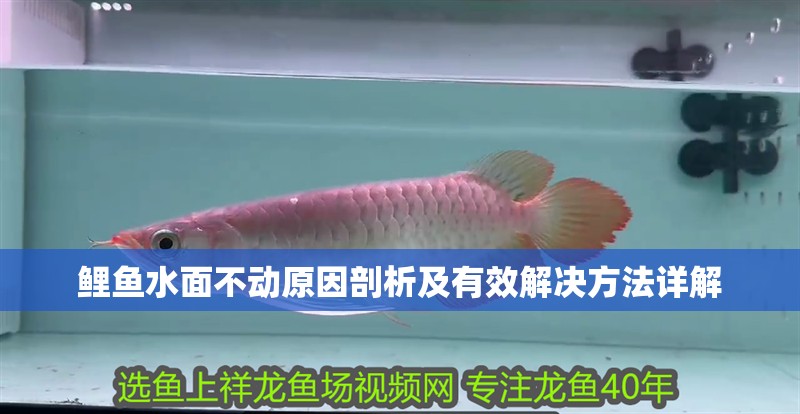 鯉魚水面不動原因剖析及有效解決方法詳解