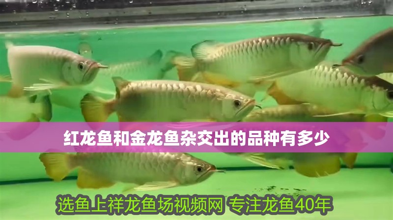 紅龍魚和金龍魚雜交出的品種有多少 紅龍魚和金龍魚雜交出的品種有多少 龍魚百科 第1張