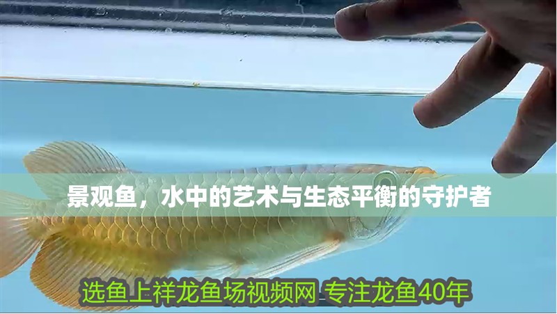 景觀魚，水中的藝術與生態平衡的守護者