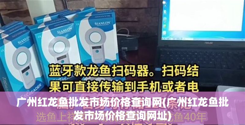 廣州紅龍魚批發市場價格查詢網(廣州紅龍魚批發市場價格查詢網址)
