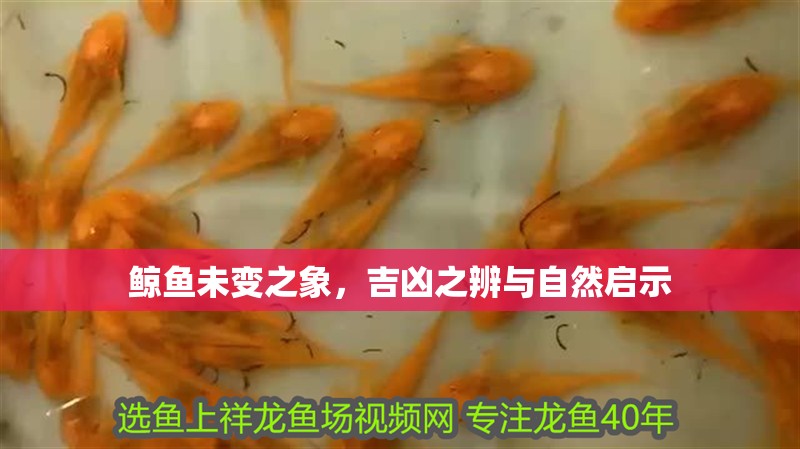 鯨魚未變之象，吉兇之辨與自然啟示