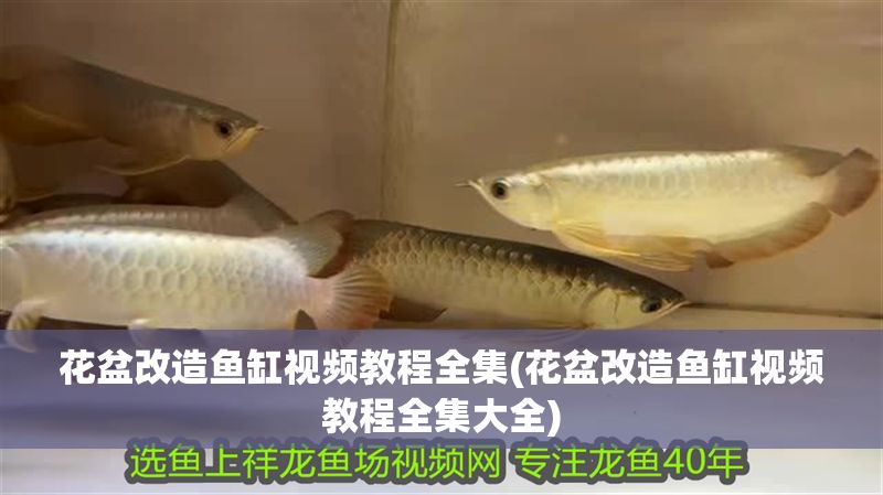 花盆改造魚缸視頻教程全集(花盆改造魚缸視頻教程全集大全)