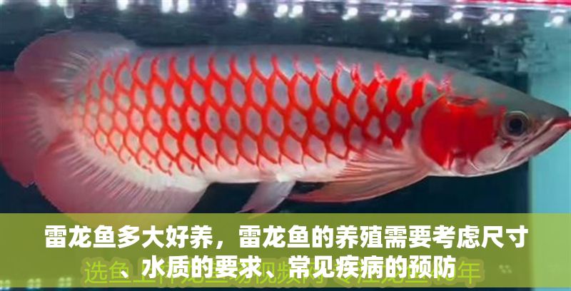 雷龍魚多大好養，雷龍魚的養殖需要考慮尺寸、水質的要求、常見疾病的預防