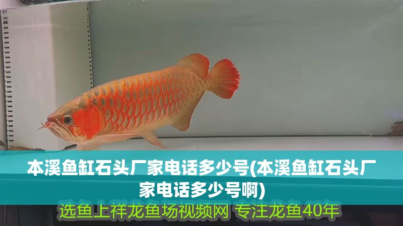 本溪魚缸石頭廠家電話多少號(本溪魚缸石頭廠家電話多少號啊)