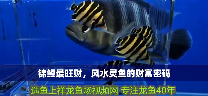 錦鯉最旺財，風水靈魚的財富密碼