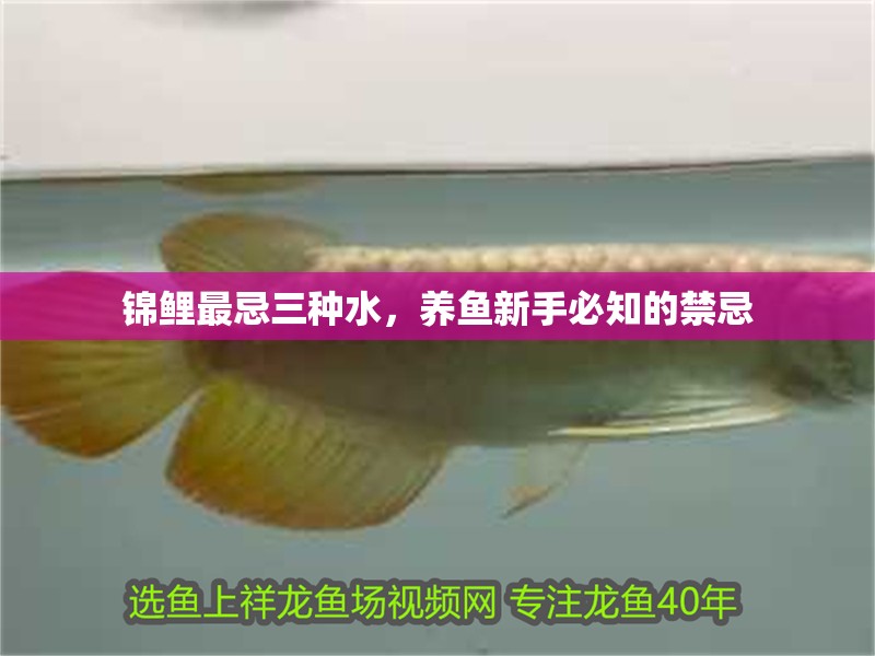 錦鯉最忌三種水,養(yǎng)魚新手必知的禁忌 龍魚百科 第1張 錦鯉最忌三種水,養(yǎng)魚新手必知的禁忌 錦鯉最忌三種水,養(yǎng)魚新手必知的禁忌 龍魚百科 第1張