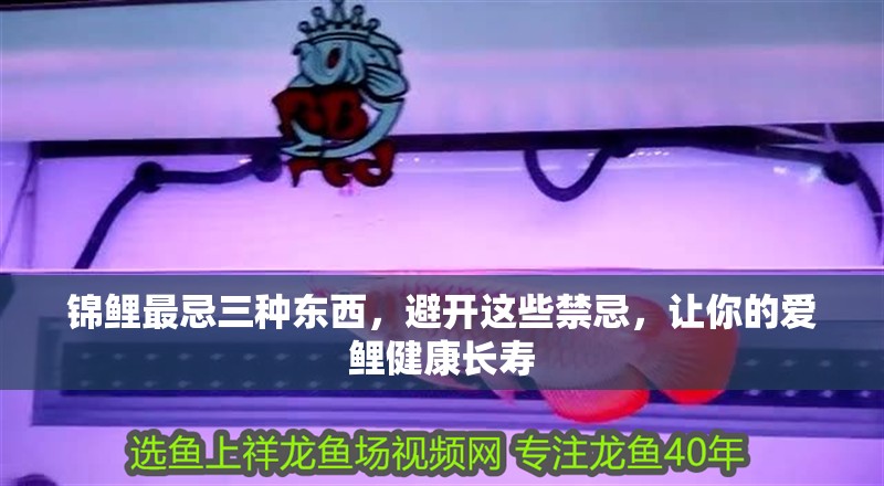 錦鯉最忌三種東西，避開這些禁忌，讓你的愛鯉健康長壽