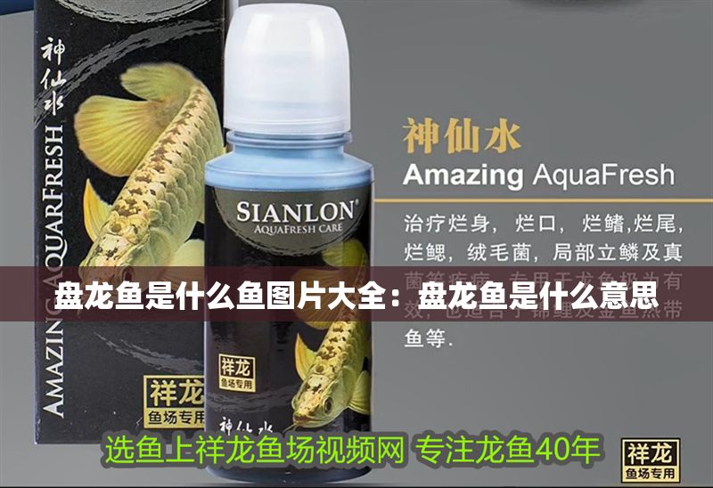 盤龍魚是什么魚圖片大全：盤龍魚是什么意思
