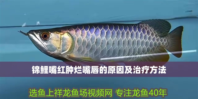 錦鯉嘴紅腫爛嘴唇的原因及治療方法 龍魚百科 第1張 錦鯉嘴紅腫爛嘴唇的原因及治療方法 錦鯉嘴紅腫爛嘴唇的原因及治療方法 龍魚百科 第1張