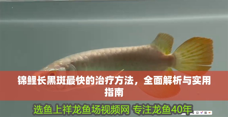 錦鯉長黑斑最快的治療方法，全面解析與實用指南