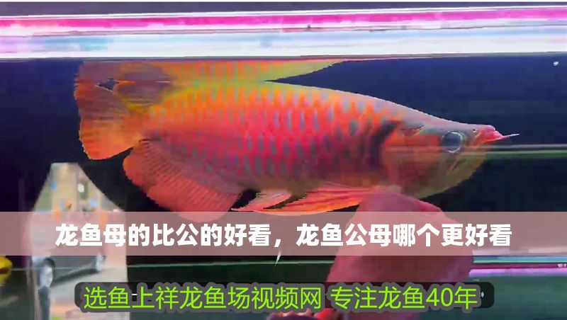 龍魚母的比公的好看，龍魚公母哪個更好看