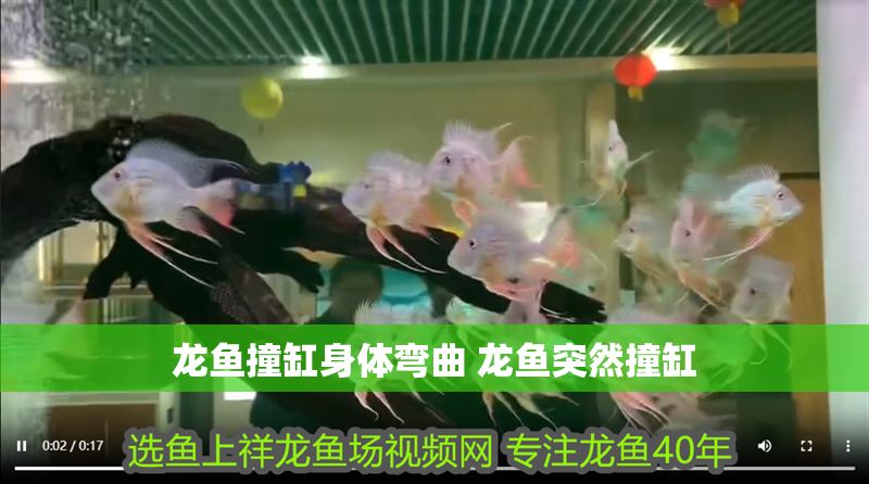 龍魚撞缸身體彎曲 龍魚突然撞缸