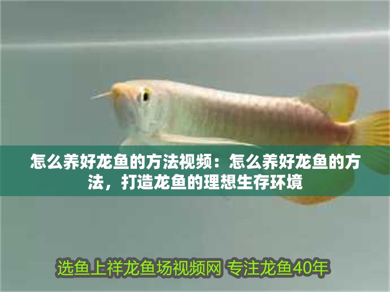 怎么養好龍魚的方法視頻：怎么養好龍魚的方法，打造龍魚的理想生存環境