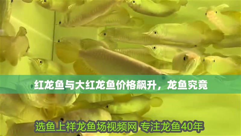 紅龍魚與大紅龍魚價(jià)格飆升，龍魚究竟