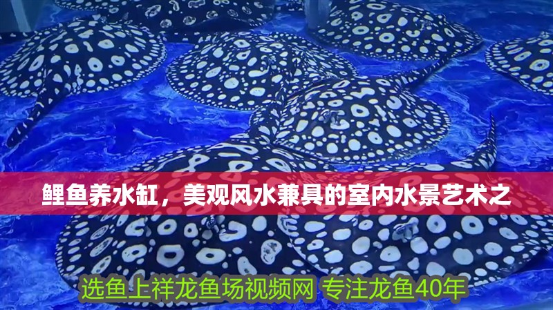 鯉魚養水缸，美觀風水兼具的室內水景藝術之