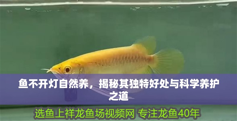 魚不開燈自然養，揭秘其獨特好處與科學養護之道