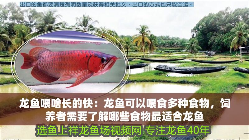 龍魚喂啥長的快：龍魚可以喂食多種食物，飼養者需要了解哪些食物最適合龍魚