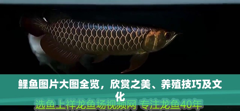 鯉魚圖片大圖全覽，欣賞之美、養(yǎng)殖技巧及文化