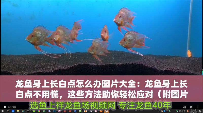 龍魚身上長白點怎么辦圖片大全：龍魚身上長白點不用慌，這些方法助你輕松應對（附圖片）