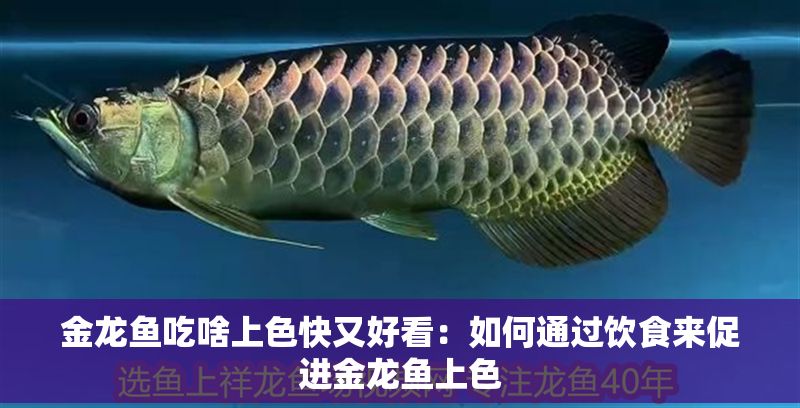 金龍魚(yú)吃啥上色快又好看：如何通過(guò)飲食來(lái)促進(jìn)金龍魚(yú)上色
