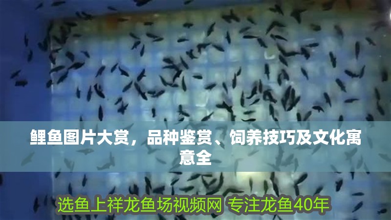 鯉魚圖片大賞，品種鑒賞、飼養技巧及文化寓意全