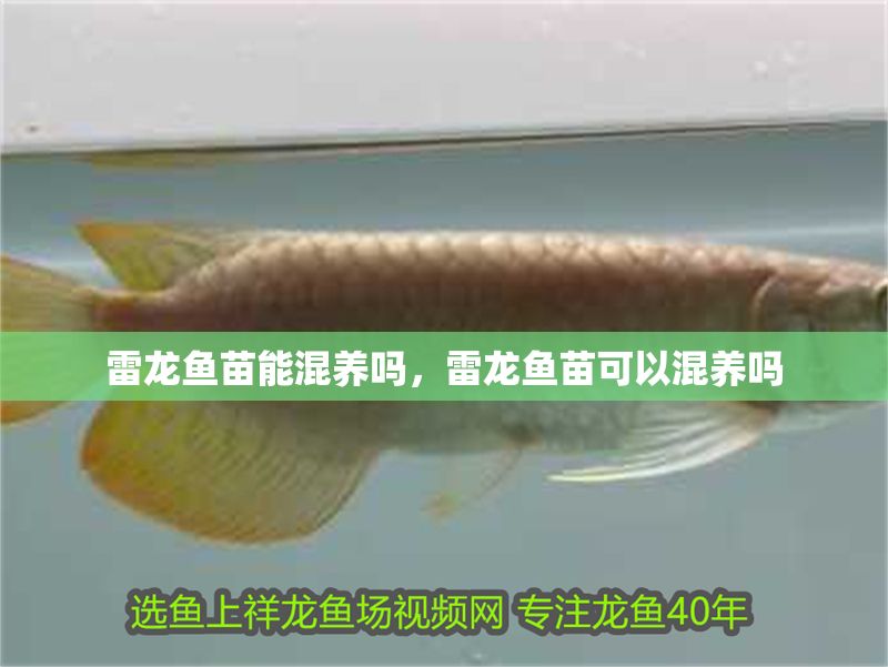 雷龍魚苗能混養(yǎng)嗎，雷龍魚苗可以混養(yǎng)嗎