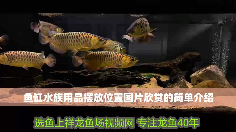魚缸水族用品擺放位置圖片欣賞的簡單介紹