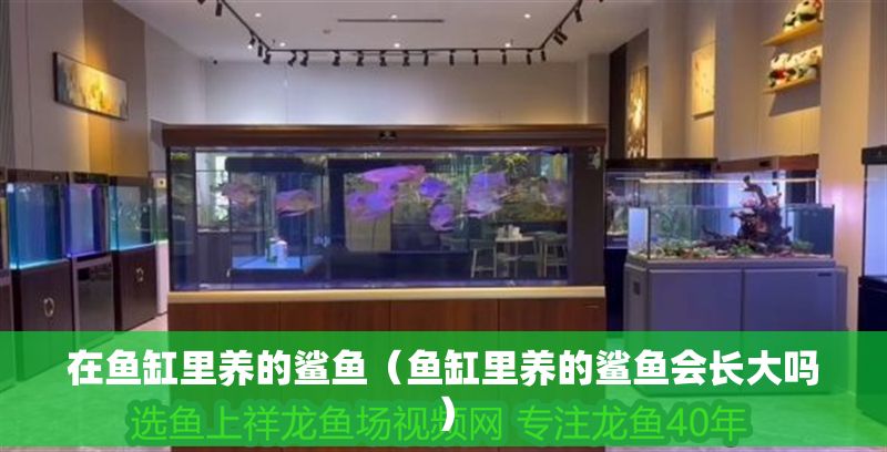 在魚缸里養(yǎng)的鯊魚（魚缸里養(yǎng)的鯊魚會(huì)長(zhǎng)大嗎）