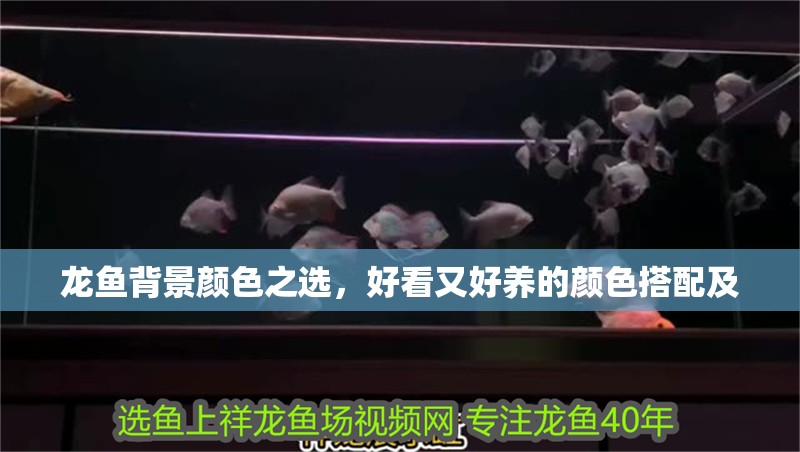 龍魚(yú)背景顏色之選，好看又好養(yǎng)的顏色搭配及