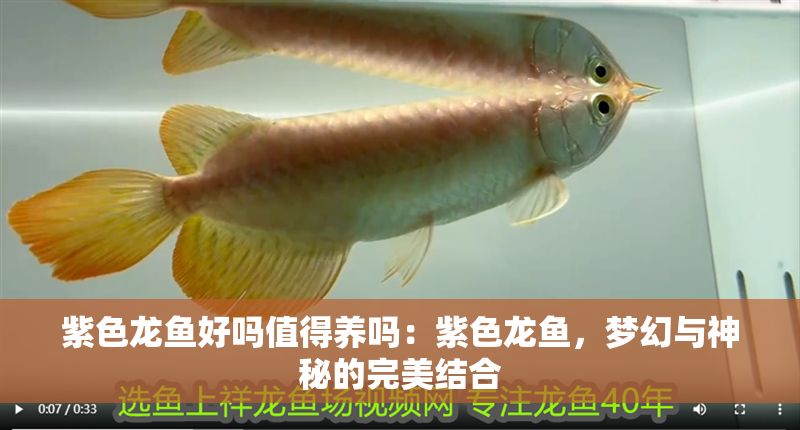 紫色龍魚好嗎值得養嗎：紫色龍魚，夢幻與神秘的完美結合