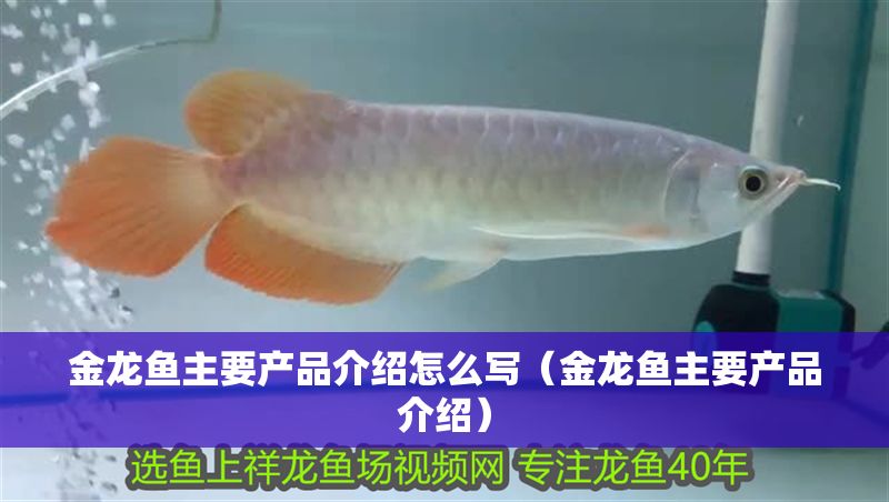金龍魚主要產品介紹怎么寫（金龍魚主要產品介紹）