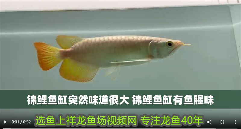 錦鯉魚缸突然味道很大 錦鯉魚缸有魚腥味