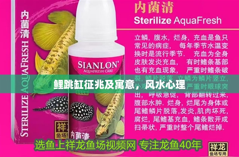 鯉跳缸征兆及寓意，風水心理