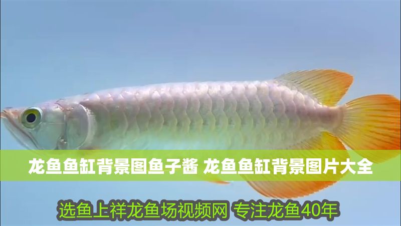 龍魚魚缸背景圖魚子醬 龍魚魚缸背景圖片大全