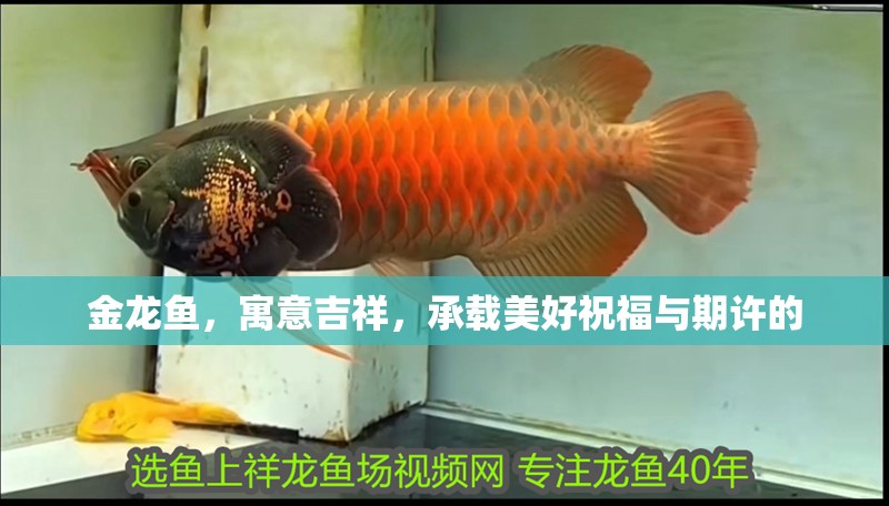 金龍魚，寓意吉祥，承載美好祝福與期許的