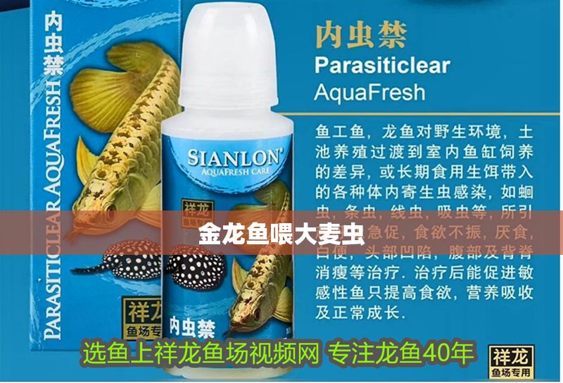 金龍魚(yú)喂大麥蟲(chóng)