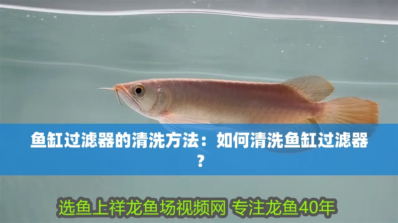 魚缸過(guò)濾器的清洗方法：如何清洗魚缸過(guò)濾器？