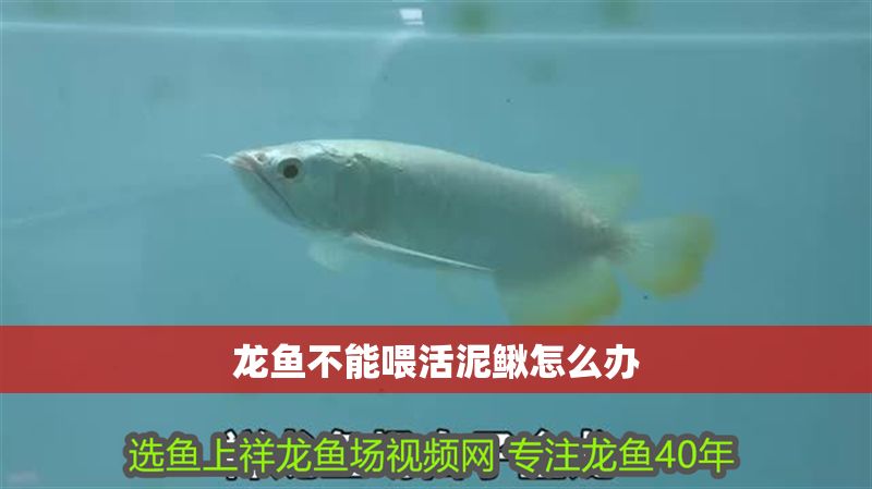 龍魚不能喂活泥鰍怎么辦