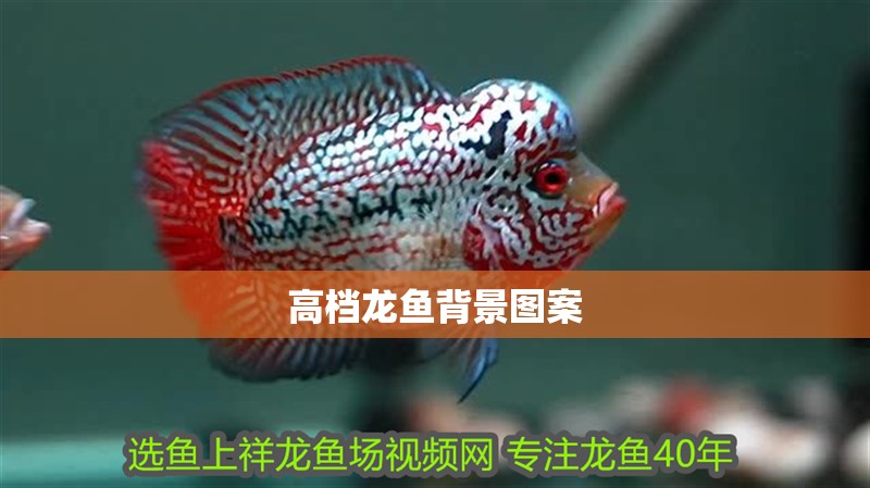 高檔龍魚背景圖案